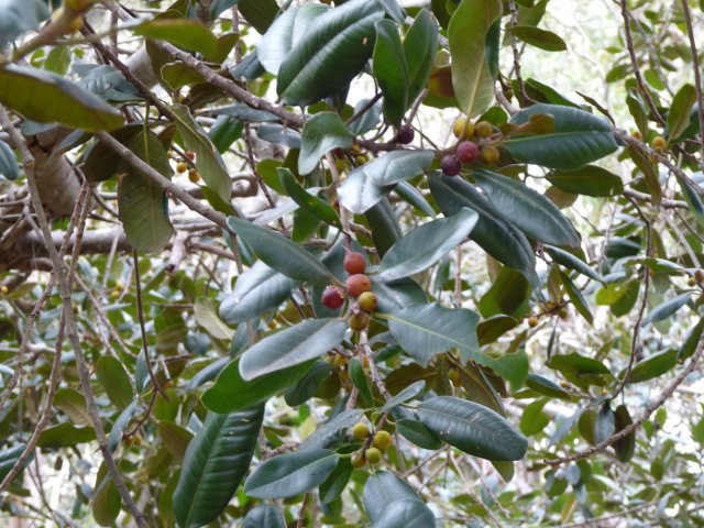 Port Jackson figs